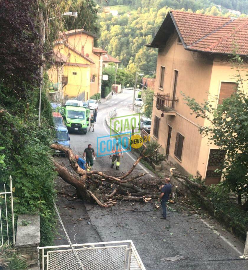 dizzasco albero cade sui cavi della corrente e li trancia immagini punto inidente