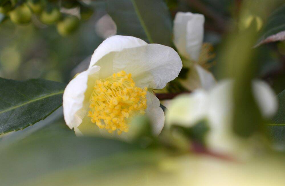 orticolario camelia del te