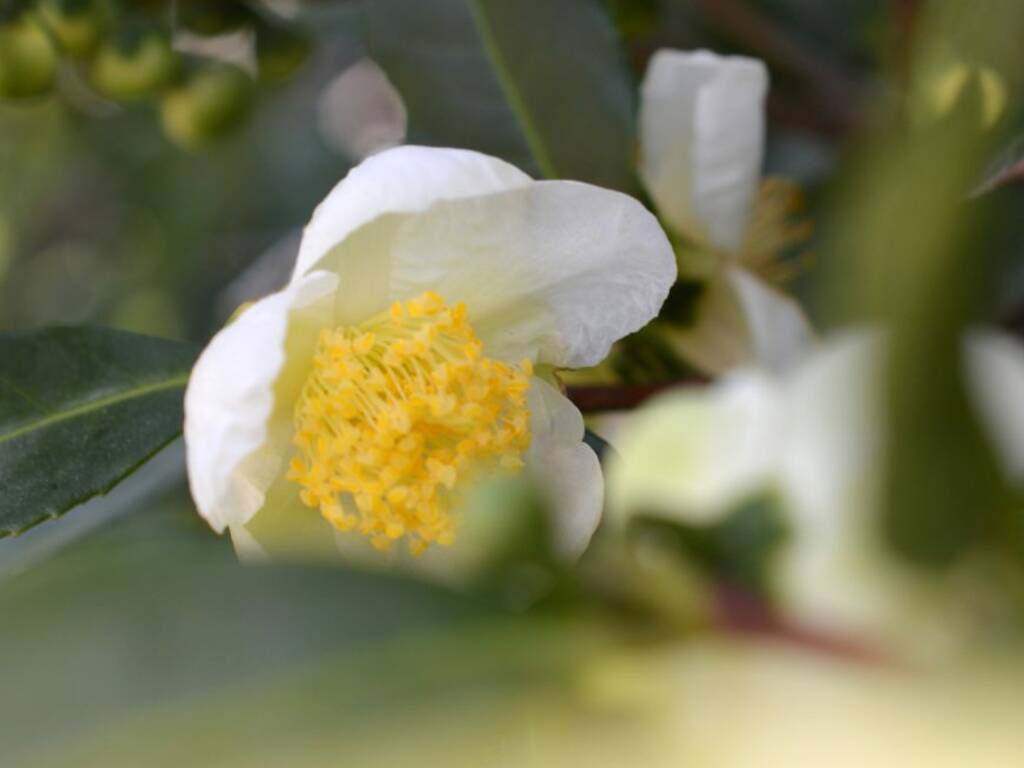 orticolario camelia del te