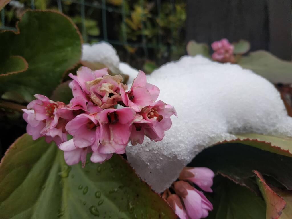 La nevicata di oggi tra le trincee ed il laghetto di Cardina