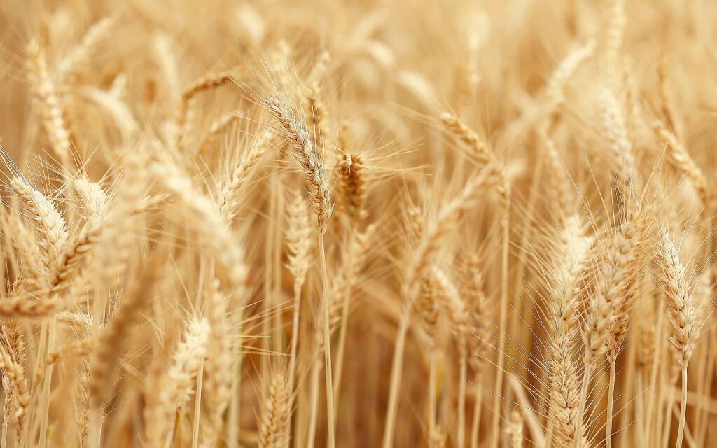 campo di grano generico