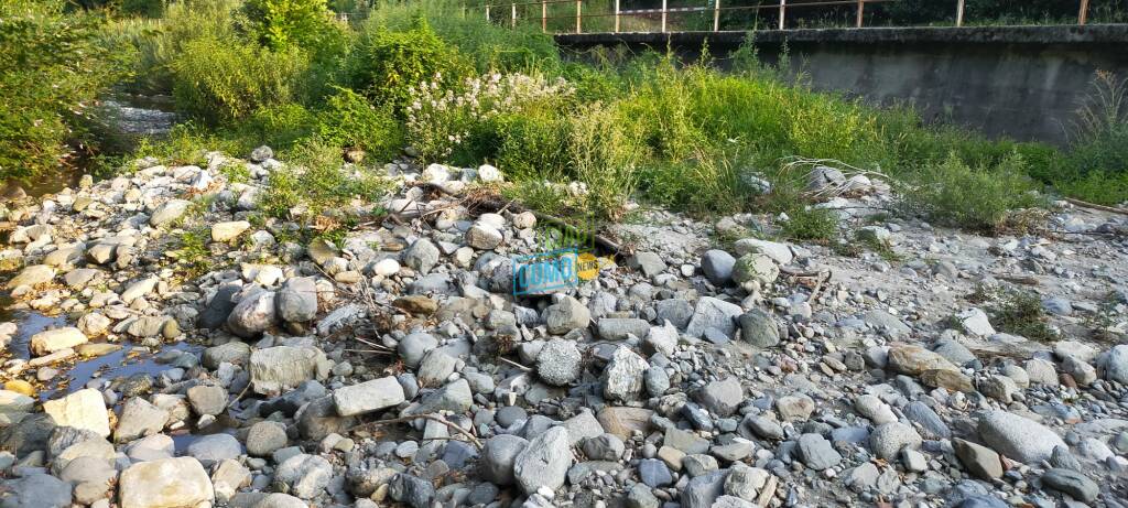 cosia in secca mai come ora e con piante di pomodori che crescono nel letto del fiume