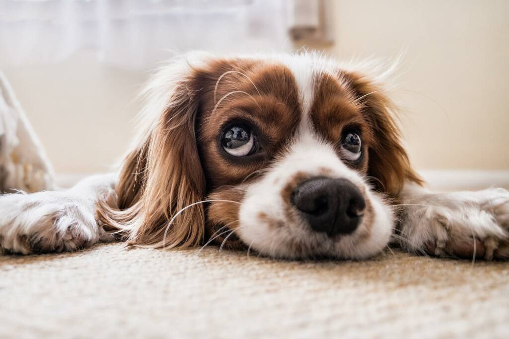 Giornata Mondiale del Cane 2022